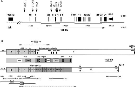 Fig. 1. Identification and mapping of MMSETgene on 4p16.3. (A) The diagram, drawn to scale, represents the distal 200 kb of the 2-Mb cosmid contig spanning the Huntington’s disease region, with the telomeric side of the contig, containing theFGFR3 gene, to the left. Vertical lines represent the exons distribution of the MMSET gene within about 120 kb of the cosmid contig. The MMSET gene includes at least 24 exons that are transcribed from the telomeric to the centromeric end. The solid arrowhead indicates the 3′ end of an EST that is localized 530 bp centromeric to the end of the last MMSET exon, but is transcribed in the opposite orientation. The solid arrows indicate the position of the previously cloned translocation breakpoints for KMS11, UTMC2, H929, JIM3, OPM2 MM cell lines, and for the tumor sample PCL1; The LP-1 breakpoint has been mapped by sequence analysis of a hybrid transcript splicing to exon 4, and MM5.1 between exons 2b and 3. The KMS11 t(4;14) translocation breakpoint is localized at the 5′ end of MMSET exon 1a, about 15 kb from exon 1; the UTMC2 breakpoint is localized between exon 1a and 1, about 2.5 kb from exon 1; the PCL1 breakpoint is in the intron between exons 1 and 2a; the LP-1, H929, and the JIM3 breakpoints are between exons 3 and 4; and the OPM2 breakpoint between exons 4 and 5. (B) The MMSET transcription units. MMSET is expressed as transcripts that polyadenylate either in exon 11 (type I), or exon 24 (type II) as a result of alternative splicing occurring from exon 10 to 11 (top), or exon 10 to 12 (bottom). The position of the polyadenylation signals (PA) is indicated by black circles. Because of the heterogeneity of the 5′ untranslated region (5′UT), we chose to start the numbering of MMSET from the first nucleotide in exon 3. The type I transcript contains an ORF of 1911 bp, encoding a 647-aa protein with the first methionine at nt 30, in exon 3, and the stop codon at nt 1971 after the first 20 aa of exon 11. The type II transcript contains a longer ORF of 4094 bp, encoding a 1365-aa protein, that is identical to the shorter protein up to the splicing site in exon 10, as indicated by the light gray shading. The two proteins differ after exon 10, with the unique portion of the short protein shaded in black, and the portion unique to the long protein shaded in dark gray. In the middle panel are shown characteristic domains of MMSET. A putative nuclear localization signal (NLS, indicated by a thick vertical line) is common to the two proteins, as well as the HMG domain (dark gray rectangle), and the hathdomain (white rectangle). The long protein is characterized by four PHD fingers (black rectangles), a SET domain (light gray rectangle), an additional hath domain, and another putative NLS. The thick horizontal lines represent the PCR amplified probes used in the Northern blot assay, with the primers number indicated. Numbers within boxes indicate two of the bacteriophage clones isolated from a testis cDNA library. To obtain a complete sequence of the ORFs of MMSET, cDNA fragments have been amplified by PCR as indicated by the dashed horizontal lines. 1112 (gray rectangle) is a clone obtained by 3′ RACE and sequenced with SP6 and T7 primers. (C) Amino acid sequence of MMSET long and short proteins. The numbers above the aa indicate the first residue of the corresponding exon. The first methionine in exons 3, 4, and 6 are in bold. In a white box are shown the two hathdomains; two putative nuclear localization signals (NLS) are underlined; in a dark grey box is indicated the HMG domain; the four black boxes show the PHD fingers, with the consensus histidine residues in bold; in a dark grey box is shown the SET domain.