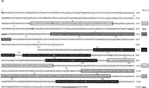 Fig. 1. Identification and mapping of MMSETgene on 4p16.3. (A) The diagram, drawn to scale, represents the distal 200 kb of the 2-Mb cosmid contig spanning the Huntington’s disease region, with the telomeric side of the contig, containing theFGFR3 gene, to the left. Vertical lines represent the exons distribution of the MMSET gene within about 120 kb of the cosmid contig. The MMSET gene includes at least 24 exons that are transcribed from the telomeric to the centromeric end. The solid arrowhead indicates the 3′ end of an EST that is localized 530 bp centromeric to the end of the last MMSET exon, but is transcribed in the opposite orientation. The solid arrows indicate the position of the previously cloned translocation breakpoints for KMS11, UTMC2, H929, JIM3, OPM2 MM cell lines, and for the tumor sample PCL1; The LP-1 breakpoint has been mapped by sequence analysis of a hybrid transcript splicing to exon 4, and MM5.1 between exons 2b and 3. The KMS11 t(4;14) translocation breakpoint is localized at the 5′ end of MMSET exon 1a, about 15 kb from exon 1; the UTMC2 breakpoint is localized between exon 1a and 1, about 2.5 kb from exon 1; the PCL1 breakpoint is in the intron between exons 1 and 2a; the LP-1, H929, and the JIM3 breakpoints are between exons 3 and 4; and the OPM2 breakpoint between exons 4 and 5. (B) The MMSET transcription units. MMSET is expressed as transcripts that polyadenylate either in exon 11 (type I), or exon 24 (type II) as a result of alternative splicing occurring from exon 10 to 11 (top), or exon 10 to 12 (bottom). The position of the polyadenylation signals (PA) is indicated by black circles. Because of the heterogeneity of the 5′ untranslated region (5′UT), we chose to start the numbering of MMSET from the first nucleotide in exon 3. The type I transcript contains an ORF of 1911 bp, encoding a 647-aa protein with the first methionine at nt 30, in exon 3, and the stop codon at nt 1971 after the first 20 aa of exon 11. The type II transcript contains a longer ORF of 4094 bp, encoding a 1365-aa protein, that is identical to the shorter protein up to the splicing site in exon 10, as indicated by the light gray shading. The two proteins differ after exon 10, with the unique portion of the short protein shaded in black, and the portion unique to the long protein shaded in dark gray. In the middle panel are shown characteristic domains of MMSET. A putative nuclear localization signal (NLS, indicated by a thick vertical line) is common to the two proteins, as well as the HMG domain (dark gray rectangle), and the hathdomain (white rectangle). The long protein is characterized by four PHD fingers (black rectangles), a SET domain (light gray rectangle), an additional hath domain, and another putative NLS. The thick horizontal lines represent the PCR amplified probes used in the Northern blot assay, with the primers number indicated. Numbers within boxes indicate two of the bacteriophage clones isolated from a testis cDNA library. To obtain a complete sequence of the ORFs of MMSET, cDNA fragments have been amplified by PCR as indicated by the dashed horizontal lines. 1112 (gray rectangle) is a clone obtained by 3′ RACE and sequenced with SP6 and T7 primers. (C) Amino acid sequence of MMSET long and short proteins. The numbers above the aa indicate the first residue of the corresponding exon. The first methionine in exons 3, 4, and 6 are in bold. In a white box are shown the two hathdomains; two putative nuclear localization signals (NLS) are underlined; in a dark grey box is indicated the HMG domain; the four black boxes show the PHD fingers, with the consensus histidine residues in bold; in a dark grey box is shown the SET domain.