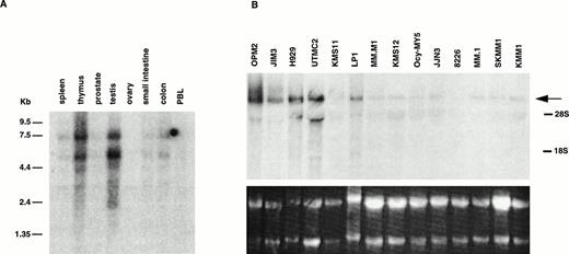 Fig. 2. Expression of MMSET mRNA in myeloma cell lines and normal tissues. (A) A Northern blot containing 2 μg of poly(A)+ RNA from each of several normal tissues was assessed for MMSET expression hybridizing with an exon 3 probe. The two major bands of 7.7 and 5.2 kb reflect the two polyadenylation signals in exon 24; the lower bands (4.0, 3.1, and 2.8 kb) correspond to the alternative spliced form of MMSET type I containing exon 11, with polyadenylation at different sites. (B) Northern blot analysis of 15 μg of total RNA from 14 myeloma cell lines hybridized with a 3′ exon 24 MMSET probe. The arrow shows the 7.7-kb band, corresponding to the type II MMSET mRNA, that is polyadenylated at nt 7395 of exon 24. The position of 5.0- and 2.0-kb ribosomal RNAs is indicated. The lower panel shows the ethidium bromide staining of the blotted RNAs. (C) A Northern blot containing 2 μg of oligo-dT selected total RNA from MM cell lines with (JIM3 and UTMC2) and without (KMM1) a t(4;14) translocation was repeatedly hybridized with MMSET probes covering different exons. The size of the bands referred in the text is indicated. All three MMSET probes detected the 7.7-kb band (MMSET type II) that, in UTMC2 but not KMM1, cohybridize to the Iμ probe, consistent with the presence of a t(4;14) translocation. Exon 6-10 and exon 19-23, but not 3′ exon 24 probes, also hybridize to the 5.2-kb type II transcript. In addition, exon 6-10 probes detected an 8.8-kb and lower 4.0- and 3.1-kb bands, corresponding to MMSET type I transcript. In JIM3, the size of the bands detected by the exon 6-10 probes is about 600 bp smaller than in the other lines, because the translocation breakpoint is between exon 3 and 4. To obtain comparable signals, the KMM1 blot has been exposed approximately three times longer.