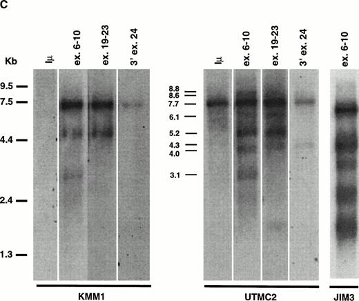 Fig. 2. Expression of MMSET mRNA in myeloma cell lines and normal tissues. (A) A Northern blot containing 2 μg of poly(A)+ RNA from each of several normal tissues was assessed for MMSET expression hybridizing with an exon 3 probe. The two major bands of 7.7 and 5.2 kb reflect the two polyadenylation signals in exon 24; the lower bands (4.0, 3.1, and 2.8 kb) correspond to the alternative spliced form of MMSET type I containing exon 11, with polyadenylation at different sites. (B) Northern blot analysis of 15 μg of total RNA from 14 myeloma cell lines hybridized with a 3′ exon 24 MMSET probe. The arrow shows the 7.7-kb band, corresponding to the type II MMSET mRNA, that is polyadenylated at nt 7395 of exon 24. The position of 5.0- and 2.0-kb ribosomal RNAs is indicated. The lower panel shows the ethidium bromide staining of the blotted RNAs. (C) A Northern blot containing 2 μg of oligo-dT selected total RNA from MM cell lines with (JIM3 and UTMC2) and without (KMM1) a t(4;14) translocation was repeatedly hybridized with MMSET probes covering different exons. The size of the bands referred in the text is indicated. All three MMSET probes detected the 7.7-kb band (MMSET type II) that, in UTMC2 but not KMM1, cohybridize to the Iμ probe, consistent with the presence of a t(4;14) translocation. Exon 6-10 and exon 19-23, but not 3′ exon 24 probes, also hybridize to the 5.2-kb type II transcript. In addition, exon 6-10 probes detected an 8.8-kb and lower 4.0- and 3.1-kb bands, corresponding to MMSET type I transcript. In JIM3, the size of the bands detected by the exon 6-10 probes is about 600 bp smaller than in the other lines, because the translocation breakpoint is between exon 3 and 4. To obtain comparable signals, the KMM1 blot has been exposed approximately three times longer.