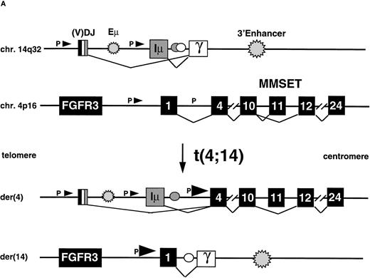 Fig. 3. The t(4;14) translocation results in IgH-MMSET hybrid transcripts. (A) The top diagram shows the genomic organization of the IgH locus on 14q32 in an IgG isotype switched plasma cell. The structural elements include the recombined VDJ exons, 5′ and 3′ enhancers (Eμ and 3′E), the noncoding Ιμ (gray rectangle) and coding Cγ (white rectangle) exons, and the switch regions (circles). The transcription may initiate either from promoters (black arrowhead) upstream of JH or Iμ, in both cases with splicing to the Cγ exon. The second diagram shows the 4p16 locus, with FGFR3 on the telomeric side, and MMSET on the centromeric side. The MMSET exons are depicted as black rectangles. The main promoter upstream of exon 1 and a cryptic promoter upstream of exon 4 are depicted. The alternative splicing occurring between exon 10-11 or exon 10-12 is shown. The lower two diagrams represent the der(4) and der(14) as result of the t(4;14) translocation in JIM3 MM cell line. On der(4), the transcription may initiate at a lower level either from (VD)J or Iμ, and in both cases it splices to exon 4 of MMSET, proceeds up to exon 10 and then it splices to exon 12, but not exon 11. However, the transcription preferentially initiates from the upregulated MMSET promoter upstream of exon 4 and generates both types of alternatively spliced forms of MMSET. On the der(14), the reciprocal hybrid transcript is formed when the transcription starts from the MMSET promoter upstream of exon 1, and it splices to the Cγ exon. (B) An RT-PCR assay detects hybrid transcripts Iμ-MMSET (top panel) and JH-MMSET (middle panel) on der(4), and MMSET-Cγ (bottom panel) on der(14) in myeloma cell lines and primary tumor samples with t(4;14) translocation. The IgH exons are shaded in gray, and the MMSET exons are depicted as white rectangles. The exon structure of each hybrid transcripts is depicted and has been obtained by sequencing of the PCR product (Iμ-MMSET and MMSET-Cγ), or deduced by the size of the PCR products, consistent with the breakpoint position (JH-MMSET).