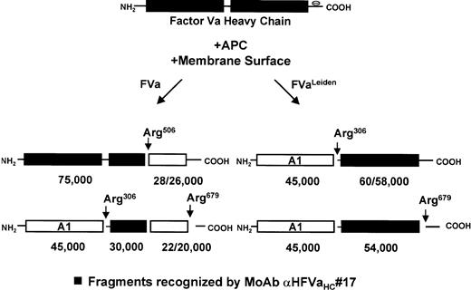 Fig. 1. Schematic representation of membrane-bound factor Va/VaLeiden heavy-chain inactivation by APC. Normal plasma factor Va is inactivated following three ordered and sequential cleavages in the heavy chain at Arg506, Arg306, and Arg679.45 Cleavage at Arg506, which gives rise to an Mr = 75,000 fragment and an Mr = 28/26,000 doublet, is necessary to optimally expose the site at Arg306. Further cleavage at Arg306yields an Mr = 45,000 fragment and an Mr = 30,000 fragment.45 Individuals with the Arg506→ Gln mutation (factor VLeiden) no longer have a cleavage site at position 506, which slows the rate of cleavage at Arg306.46 Cleavage at Arg306 yields an Mr = 45,000 fragment and an Mr = 60/58,000 doublet. Further cleavage of the Mr = 60/58,000 doublet at Arg679 yields an Mr = 54,000 fragment. Fragments that are recognized by the monoclonal antibody (HFVaHC#17) used in this study are indicated by the shaded boxes.25