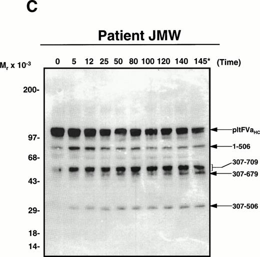 Fig. 2. APC-catalyzed inactivation of platelet-derived factor Va and factor VaLeiden bound to phospholipid vesicles. Platelets (1 × 109/mL) were treated with 5 NIH U/mL (50 nmol/L) of -thrombin for 5 minutes to both activate the platelets and release and activate the platelet-derived factor V. Hirudin (60 nmol/L) was then added to inhibit thrombin. The activated platelets were immediately removed from suspension by gentle centrifugation (1,100g, 5 minutes), and PCPS vesicles (20 μmol/L) were added to the supernatant to provide an appropriate alternate anticoagulant surface. APC (0.25 nmol/L) was then added. At selected time points, samples of the reaction mixture were withdrawn and subjected to SDS-PAGE using a 5% to 15% gradient gel. After transfer to nitrocellulose, fragments were visualized using a monoclonal antibody, HFVaHC#17, as described.25 Each of the panels represents the inactivation of secretable platelet-derived factor Va on phospholipid vesicles by APC: (A) normal platelet-derived factor Va, (B) platelet-derived factor Va derived from a heterozygous factor VLeiden individual, (C) platelet-derived factor Va derived from JMW, and (D) platelet-derived factor Va derived from FW. The time course of inactivation by APC is given at the top of each immunoblot. In (A) and (C), 145* indicates the platelet factor Va/APC mixture after a 145-minute incubation, with an additional 20 nmol/L APC incubated for 5 minutes. In (B) and (D), following a 45-minute incubation with 0.25 nmol/L APC, platelet-derived factor Va was incubated with increasing concentrations of APC (2, 10, 20, 40 nmol/L) for an additional 15 minutes, which is indicated in the last four lanes of these immunoblots. The position of the molecular weight markers are indicated at the left of the immunoblots. Arrows to the right of the immunoblots represent residue numbers corresponding to factor Va fragments derived from APC-induced cleavage.