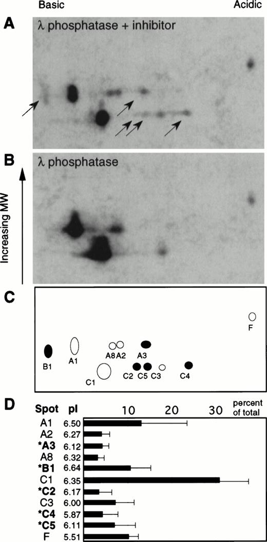 Fig. 2. Effect of phosphatase treatment on the two-dimensional gel pattern of active caspases. Z-EK(bio)D-aomk treated cytosol from etoposide-treated HL-60 cells was incubated with 400 U λ phosphatase in the presence (A) or absence (B) of the inhibitor sodium orthovanadate, then subjected to analysis by two-dimensional PAGE. Black arrows point to caspases that disappear upon phosphatase treatment. (C) Indexing of the active caspases present in (A). Filled circles correspond to caspases that disappear upon phosphatase treatment. (D) Bar chart illustrating the relative abundance of the various species shown in (A) (average of three independent experiments, with the standard deviation indicated). Also shown is the nomenclature of the various active caspases detected in this experiment together with their corresponding isoelectric points. Species indicated by an asterisk (*) correspond to caspases that disappear upon dephosphorylation.
