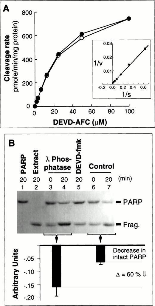 Fig. 4. DEVD-AFC and PARP cleavage activity assays using dephosphorylated and control extracts. (A) Measurements using a fluorogenic assay showed no differences between the ability of dephosphorylated (open symbols) and control extracts (closed symbols) to cleave the synthetic substrate DEVD-AFC. Inset, data replotted by the method of Lineweaver and Burke. (B) Dephosphorylated extracts exhibit enhanced ability to cleave PARP. (Top) PARP cleavage was examined by enhanced chemofluorescence. Lanes 1 and 2 correspond to PARP and extract incubated alone, respectively. (This extract contains the cleaved PARP fragment.) Lanes 3 and 4, cleavage of PARP by dephosphorylated extract. Lane 5, PARP was incubated in the presence of control extract following pretreatment with DEVD-fmk. (There is no significant decrease in intact PARP—the fragment is from the extract as in lane 2.) Lanes 6 and 7, cleavage of PARP by control extract. (Bottom) Quantitation of the PARP cleavage results (average of three independent experiments, with the standard deviations indicated). Downward black bars correspond to the relative decrease (relative to the starting level) in the amount of full-length PARP remaining after incubation for 20 minutes in phosphatase-treated and control extracts. Both the decrease in intact PARP and corresponding increase in the cleaved fragment are enhanced in phosphatase-treated extracts.