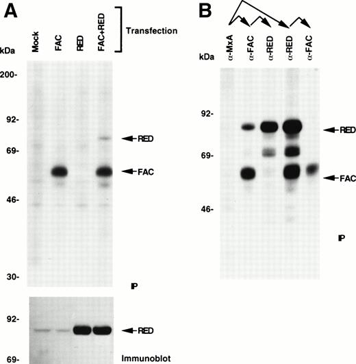 Fig. 1. Binding of FAC to RED. (A) IP of FAC-RED complexes. COS-1 cells overexpressing FAC, RED, or a combination were radiolabeled with a mixture of 35S-cysteine and methionine, cytoplasmic lysates immunoprecipitated sequentially with anti-FAC antibody and protein A-agarose and analyzed by 10% SDS-PAGE and autoradiography. The same panel of unlabeled lysates was also analyzed by immunoblotting with anti-RED antibody. Twenty times as much lysate was used for binding to RED as that applied directly in the immunoblotting experiment. (B) FAC-bound and unbound forms of RED. Sequential IP of cytoplasmic lysates from COS-1 cells transfected with both FAC and RED shows that a fraction of the total intracellular pool of FAC and RED associate with each other. Relative molecular masses are shown.