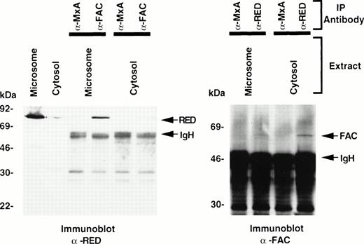 Fig. 2. Detection of murine fac-RED complexes in liver extracts. Using the indicated antibodies and protein A-agarose, mouse liver cytosolic or microsomal extracts (730 μg) were used to immunoprecipitate fac, and immune complexes were analyzed for the presence of RED by probing the immunoblot with anti-RED antibodies (left). Each subcellular fraction (50-μg aliquots) was also analyzed directly without prior IP. Conversely, immune complexes obtained by IP with anti-RED antibodies were analyzed for the presence of FAC by immunoblotting (right). After SDS-PAGE (10% gel for the left panel, 8% to 20% gradient gel for the right panel), immunoblots were probed with the antibodies indicated in the bottom of the figure.