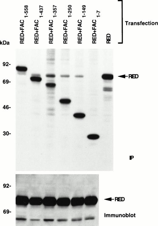 Fig. 3. Localization of the RED-binding domain of FAC to the amino terminal region. Carboxy-terminal truncated fragments of FAC (residues remaining indicated as subscripts) fused to the constant region of the human IgG1 heavy chain were coexpressed with full-length RED in COS-1 cells. Protein interactions were detected by IP of 35S-labeled lysates with protein A-agarose beads, followed by SDS-PAGE and autoradiography. The lower panel shows unlabeled lysates analyzed by immunoblotting with anti-RED antibody.