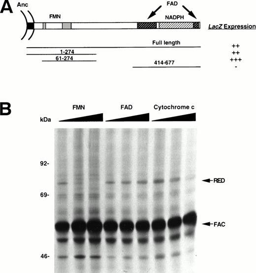 Fig. 4. Effect of cofactors on FAC-RED interaction. (A) The FMN-binding domain of RED is required for interaction with FAC. Schematic diagram indicating functional domains of RED analyzed for binding to FAC in the yeast two-hybrid system. The intensity of blue color corresponding to β-galactosidase activity was assessed visually and scored as follows: minus, white; double plus, blue; triple plus, dark blue. Anc, membrane anchor. (B) Failure of FAC to bind RED in presence of cofactors. Radiolabeled lysates of COS-1 cells transfected with both FAC and RED were divided into equal volumes, immunoprecipitated sequentially with anti-FAC antibody and protein A-agarose, and analyzed by SDS-PAGE and autoradiography. Increasing amounts (0, 0.1 mmol/L, and 1.0 mmol/L) of FMN, FAD, or cytochrome c were added to otherwise identical lysates during immune complex formation.