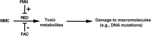 Fig. 6. Model of the regulation of RED by FAC. A possible mechanism for this effect is by competition of FAC with FMN for binding to RED and interruption of the electron-transfer chain from NADPH to FMN. In the absence of FAC, unopposed RED activity could generate toxic metabolites (eg, activated MMC, reactive oxygen species, etc), which could damage genomic DNA as well as other macromolecules.