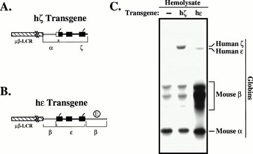Fig. 1. Generation of adult mice expressing human embryonic ζ- and -globins. (A) Construction of the hζ transgene. The full human ζ-globin transcribed region (black) was linked to the human -globin gene promoter and 5′ untranslated region (light).18 This chimeric hζ transgene was subsequently linked to a μβLCR cassette containing core elements of DNase I hypersensitive sites 1-4.21 Exons are indicated as filled boxes, and translation initiation and termination codons by tick marks. (B) Construction of the h transgene. The full-length -globin transcribed region (black) is bracketed by the β-globin promoter and 3′ flanking region (light), including the 3′ β-globin enhancer element (E). Exons and translation initiation and termination sites are indicated as in (A). (C) Expression of embryonic globins in definitive erythrocytes from mice carrying the hζ and h transgenes. Clarified erythrocyte lysates from a wild type control (−), and hζ and h adult transgenic mice were resolved by Triton-acid-urea gel electrophoresis and visualized by Coomassie blue staining.2728 Globin bands are identified to the right. The third lane (h) was overloaded to demonstrate the h-globin product.