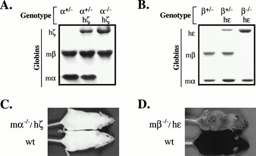 Fig. 3. Rescue of viability in mice homozygous for deletion of adult - and β-globin genes by expression of human embryonic ζ- and -globin. (A) Globin profile of m−/−/hζ mice. Clarified erythrocyte lysates prepared from mice with the indicated genotypes were resolved by Triton-acid-urea gel electrophoresis and visualized by Coomassie Blue staining. The identity of each globin band is indicated to the left of the gel. (B) Globin profile of mβ−/−/h mice. Clarified erythrocyte lysates were analyzed as described in (A). Genotypes are shown at the top, and globins identified to the left. (C) Physical appearance of m−/−/hζ mice. Female m−/−/hζ and control CD-1 mice are shown. (D) Physical appearance of mβ−/−/h mice. Male mβ−/−/h and control C57BL6 mice are shown.
