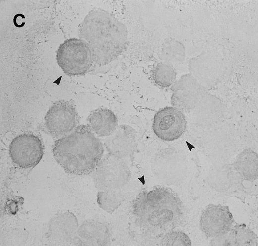 Fig. 2. Immunocytochemistry of Et-1–treated CNS-ECs. Cell preparations of treated and untreated cultures were stained with monoclonal anti-human IL-8 after 6 hours (A, treated; B, control) or 24 hours (C, treated; D, control). Arrows indicate positive cells (original magnification × 400).