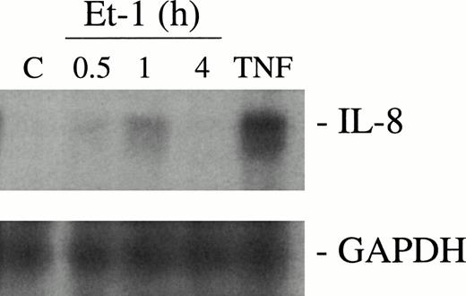Fig. 4. Kinetics of IL-8 mRNA expression with Et-1 treatment by RPA. Confluent CNS-EC cultures were treated with Et-1 (10−7 mol/L) for 0.5, 1, or 4 hours or left untreated. Subsequently, total RNA was isolated from the cells and probed with32P-labeled riboprobes for IL-8 or GAPDH. The results were visualized by autoradiography. The protected size corresponding to IL-8 (181 bp) and GAPDH (96 bp) is shown.