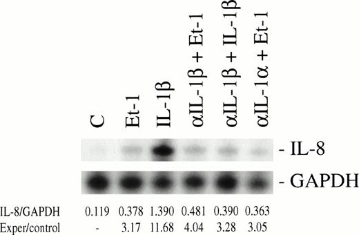 Fig. 5. Et-1–induced IL-8 mRNA expression is independent of IL-1β mRNA synthesis. Confluent CNS-EC cultures were treated with either Et-1 (10−7 mol/L) or IL-1β (10 pg/mL) in the absence or presence of anti-IL-1β (200 μg/mL) or anti-IL-1 (200 μg/mL) for 1 hour. Control cultures included untreated CNS-ECs and cultures exposed only to anti–IL-1β. Total RNA was isolated from the different treatment groups and probed with 32P-labeled IL-8 or GAPDH riboprobes. Specific bands for IL-8 and GAPDH were visualized using autoradiography. The bands were identified by their appropriate size (IL-8, 181 bp; GAPDH, 96 bp). Results are calculated as the ratio of the spectrophotometric density measurement of the IL-8 band divided by the corresponding GAPDH band, followed by a comparison of experimental group and control values.
