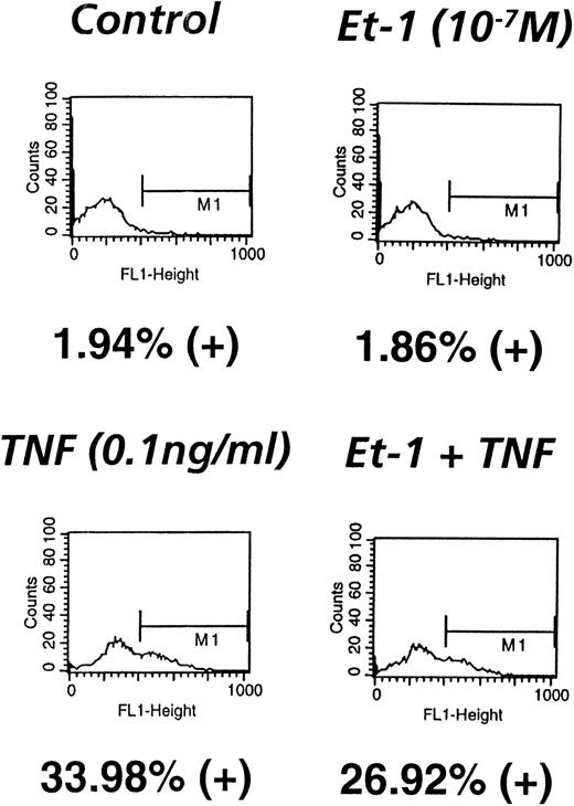 Fig. 9. ICAM-1 expression is not modulated by Et-1. CNS-EC cultures were exposed to Et-1 (10−7 mol/L) or TNF (0.1 ng/mL) or left untreated for 18 hours. The cells were subsequently resuspended and incubated with anti–ICAM-1 and FITC-conjugated anti-mouse antibody consecutively. Labeled cells were analyzed in a FACS sorter, and the number of FITC-positive cells was determined. Data are the number of positive cells divided by the total number of cells counted (5,000 cells per sample).