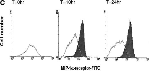 Fig. 4. Time-dependent expression of MIP-1 receptors on LP CD34+ in short-term suspension culture. Cells were cultured at a concentration of 1 to 2 × 105 cells in 1 mL of IMDM supplemented with 15% (vol/vol) FCS and incubated in 5% CO2 and 5%O2 in nitrogen for various time periods (4, 10, and 24 hours) in the absence or presence of TNF- (2 ng/mL). MIP-1 receptor expression was assessed by determining the mean fluorescence (A) and the percentage of CD34+ cells expressing MIP-1 receptors (B). (C) Shows a representative experiment. Overlay plots of the histograms (cell number against MFI) for the different cell populations at successive time-points are shown. T = 0 hours, empty area represents the untreated cell population stained for MIP-1 receptors (FITC). T = 10 hours and T = 24 hours, shaded and empty areas represent MIP-1 receptor expression in TNF-–treated and untreated cells, respectively. Data points in (A) and (B) are the mean ± SEM of four independent experiments. Nonspecific binding of avidin-FITC in TNF-–treated cultures was not increased over untreated cells at T = 0 hours. (*) Denotes significant differences between the TNF-–treated and untreated cells (P < .05). (**) Indicates significant differences in comparison to control values at 0 hours incubation (P < .05).