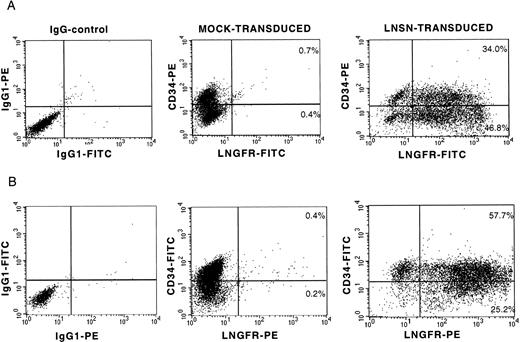 Fig. 1. LNGFR expression on BM- and CB-derived CD34+ cells after gene transfer with a GALV-pseudotyped LNSN retroviral vector. Flow cytometric analysis of two representative transduction experiments into CD34+ cells derived from BM (A) and umbilical CB (B). The left panels show the isotype controls for nonspecific IgG1 staining. The CD34 and LNGFR expression on mock-transduced cells and LNSN-transduced cells is shown at the central and right panels, respectively.