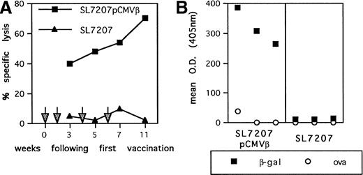 Fig. 1. Immune response elicited by S typhimurium-mediated DNA immunization. (A) CTL-mediated recognition of β-gal–expressing tumor target cells. Splenocyte cells from mice vaccinated with SL7207 (pCMVβ; ▪) or SL7207 (▴) at the indicated time points (arrows) were restimulated in vitro for 5 days in presence of βGP1 peptide. After culture, lymphocytes were tested in a51Cr-release assay at a 50:1 E/T ratio using P13.1 as target. Results are the mean of triplicates; the percentage of nonspecific lysis of P815− cells has been subtracted. (B) Serum IgG levels were measured in antigen-capture ELISA: (▪) β-gal–reactive IgG; (○) ovalbumin-reactive IgG. Results are from sera pools of 3 mice each.