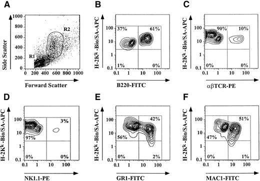 Fig. 7. Assessment of long-term engraftment of mobilized HSC and FC by three-color flow cytometry. PB was obtained from lethally irradiated B10 mice (H-2Kb) 6 months after reconstitution with PBMC from growth factor–treated B10.BR mice (H-2Kk) and stained with lineage- and donor-specific MoAbs. Unmanipulated B10 and B10.BR mice served as controls (data not shown). Figure shows results of a representative long-term surviving chimera. (A) Lymphocytes (R1) and granulocytes/macrophages (R2) were gated based on forward and side scatter. Engraftment of multiple donor derived cell lines including (B) B-cells, (C) T cells, (D) NK cells, (E) granulocytes, and (F) macrophages were detectable 6 months after transplantation indicating HSC engraftment.