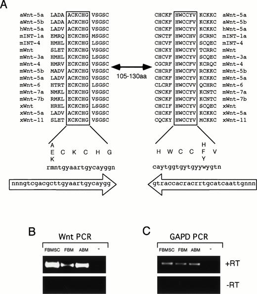 Fig. 1. Wnt degenerate PCR. (A) Alignment of two highly conserved regions of Wnt proteins from Axolotl (aWnt), mouse (mWnt), human (hWnt), and Xenopus (xWnt). These regions are separated by 105 to 130 amino acids in various family members. Consensus sequence for the aligned protein regions is shown below with codon sequence. Oligonucleotides used for the degenerate PCR are shown in large arrows indicating orientation of the primers. (B) RT-PCR results of Wnt degenerate primers on RNA from FBMSC, FBM, ABM, and a no-template control (−). Reverse transcription was performed with (+RT) or without (−RT) RT in the cDNA synthesis step. Equivalent amounts of RNA were used from each tissue for reverse transcription. One quarter of the cDNA was used for PCR amplification with the degenerate primers. (C) RT-PCR results using primers to GAPD. One quarter of the cDNA synthesized from FBMSC, FBM, and ABM was PCR amplified using the GAPD primers. No product was observed in (B) and (C) for the no-template control or when reverse transcriptase was omitted from the reactions.