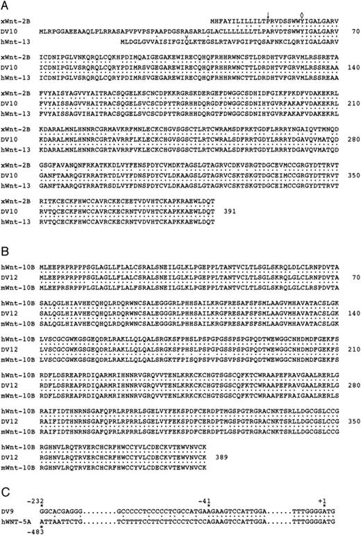 Fig. 2. Alignment of hematopoietic Wnt genes. (A) Alignment of clone DV10 with Xenopus Wnt-2B(xWnt-2B; Genbank accession no. U66288) and humanWnt-13 (hWNT-13; Genbank accession no. Z71621). Amino acid identities are indicated by dots (•). The putative site of signal peptide cleavage based on hydrophobicity analysis is shown inxWnt-2B and DV10 by an arrow (). The homology between DV10 and hWnt-13 begins at the amino acid indicated by a diamond (◊). Amino acid numbering is shown on the right. Numbering begins with the initiation codon of DV10. (B) Alignment of clone DV12 with human Wnt-10B (hWnt-10B; Genbank accession no. U81787) and mouse Wnt-10B (mWnt-10B; Genbank accession no.U20658). (C) Alignment of the 5′ UTR of clone DV9 and humanWnt-5A (hWnt-5A; Genbank accession no. L20861). Numbering begins at the first nucleotide of the initiation codon. Homology between the two sequences begins at −41 and continues throughout the coding region. The 5′ UTRs for DV9 andhWnt-5A are 283 and 488 nucleotides, respectively.