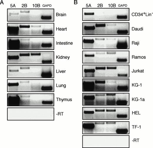 Fig. 3. Expression analysis of Wnt genes. RT-PCR analysis of fetal tissue (A) and hematopoietic stem/progenitor cells and cell lines (B). Wnt-specific primers (described in Materials and Methods) were used for PCR amplification of cDNA from brain, heart, intestine, kidney, liver, lung, thymus, ABM CD34+Lin− hematopoietic stem/progenitor cells, B-cell lines (Daudi, Ramos, Raji), a T-cell line (Jurkat), myeloid cell lines (KG-1, KG-1A), and erythroid cell lines (HEL, TF-1). Each tissue was performed in duplicate with or without the addition of RT in the cDNA synthesis step. The PCR results for each tissue in the absence of RT was identical and is shown for only one tissue (−RT) for each set of samples. The cDNA synthesized from each tissue was divided into four equivalent portions and amplified with primers toWnt-5A (5A), Wnt-2B (2B), Wnt-10B (10B), and GAPD. In addition, for each PCR primer pair a no template control was also performed. No product was detected in any no template control (data not shown) or in any control with RT omitted (−RT, and data not shown).
