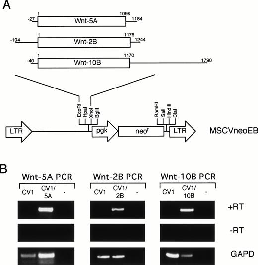 Fig. 4. Retroviral transduction of CV-1 cells. (A) Retroviral constructs. Each Wnt cDNA was digested with restriction enzymes to eliminate 5′ and 3′ UTR and subcloned into the MSCVneoEB vector at the EcoRI and Xho I sites downstream of the LTR promoter. A line represents the 5′ and 3′ UTRs and an open box represents the coding sequence. Numbering for each cDNA begins at the first nucleotide of the initiation codon. (B) RT-PCR analysis of transduced CV-1 cells. Specific primers for each of the Wntgenes were used to analyze expression of the transduced genes in cDNA (+RT) from CV-1 cells transduced with the MSCVneoEB vector (CV1), from each transduced population (CV1/5A, CV1/2B, CV1/10B), and from a no-template control (−). A control lacking RT in the cDNA synthesis step (−RT) confirms that the PCR bands in the +RT samples are specific for RNA. PCR with GAPD primers was also performed (GAPD) to confirm the ability of the isolated RNA to be PCR amplified and to standardize for loading.