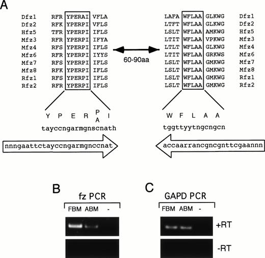 Fig. 8. Frizzled degenerate PCR. (A) Alignment of two highly conserved regions of fz proteins from Drosophila(Dfz), human (Hfz), mouse (Mfz), and rat (Rfz). These regions are separated by 60 to 90 amino acids in various family members. Consensus sequence for the aligned protein regions is shown below with corresponding codon sequence. Oligonucleotides used for the degenerate PCR are shown in large arrows indicating orientation of the primers. (B) RT-PCR results of fz degenerate primers on RNA from CD34+ FBM, CD34+ ABM, and a no-template control (−). Reverse transcription was performed with (+RT) or without (−RT) RT in the cDNA synthesis step. Equivalent amounts of RNA were used from each tissue for reverse transcription. One quarter of the cDNA was used for PCR amplification with the degenerate primers. (C) RT-PCR results using primers to GAPD. One quarter of the cDNA synthesized from FBM and ABM was PCR amplified using the GAPD primers. No product was observed in (B) and (C) for the no-template control or when RT was omitted from the reactions.