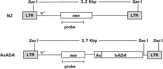Fig. 1. Schematic diagram of the retroviral vectors used in gene transfer. Retroviral vectors N2 and AsADA are Moloney murine leukemia virus–based vectors. N2 contains the neo gene, expressed from the viral LTR promoter. AsADA contains neo, expressed from the viral LTR promoter, and the human ADA gene, expressed from its endogenous promoter, As. Relevant restriction enzyme sites and the distance between them are indicated. ψ+ represents the packaging signal. The 930-bp EagI-AvaI fragment in the neo coding region was used as a probe in experiments described in Figs 2 and 3.
