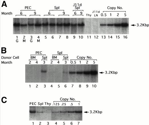 Fig. 2. Gene transfer into the myeloid lineage but not pluripotential hematopoietic stem cells. (A) Southern blot analysis of PEC and spleen cells from four representative lethally irradiated mice reconstituted with 15 × 106 N2-infected T-cell–depleted spleen target cells 6 and 9 months earlier. Genomic DNA was prepared from spleen and PEC 24 and 96 hours after injection of thioglycollate and digested with the restriction enzyme SacI and probed using a neo-specific probe. Lanes 1 and 3 represent DNA from granulocytes (24 hours) and lanes 2 and 4 represent DNA from macrophages (96 hours) as indicated by the lettering below the lanes. The last four lanes represent SacI-digested pN2 plasmid DNA equivalent to 0.5, 1.0, 2.0, and 5.0 copies/cell, respectively. The middle lanes represent DNA prepared from whole spleen cells (lanes 5 through 8) or from J11d-treated spleen cells (lanes 9 and 10) obtained from the same mice used for harvesting PEC. (B) Genomic DNA extracted from PEC or spleen cells obtained from three representative secondary mice previously reconstituted with 8 × 106 N2-infected, B- and T-cell–depleted BM or spleen cells obtained from primary recipients were analyzed by Southern blotting. Lanes 1 and 2 represent DNA from macrophages (96 hours PEC) taken from mice reconstituted with BM cells from positive primary mice. Lane 3 represents DNA from macrophages (96 hours PEC) taken from a mouse reconstituted with spleen cells from a positive primary mouse. Lanes 4 through 6 represent the same mice except that the DNA was extracted from spleen rather than PEC. The last four lanes represent SacI-digested pN2 plasmid DNA equivalent to 0.5, 1.0, 2.0, and 5.0 copies/cell, respectively. (C) Genomic DNA extracted from PEC, spleen, or thymus obtained from mice reconstituted 4 months earlier with 4 × 106 N2-infected, T-cell–depleted BM taken from syngeneic, C57Bl/6 μ knockout mice. Lanes 1, 2, and 3 represent DNA from macrophages (96 hours PEC), spleen, and thymus, respectively. Lanes 4 through 7 representSacI-digested pN2 plasmid DNA equivalent to 0.125, 0.25, 0.5, and 1.0 copies/cell, respectively.