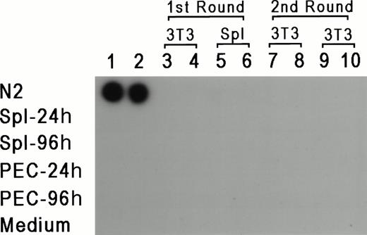 Fig. 4. RT assay for the detection of replication competent virus. PEC and spleen cells were obtained 24 and 48 hours after thioglycollate injection and cocultured with either 3T3 cells or LPS-stimulated spleen cells. Supernatants were obtained every 24 hours for 7 days and added to fresh 3T3 cells. Two samples of supernatants harvested at day 3 of the first and second cultures were checked for the presence of RT (columns 3 through 10). Columns 1 and 2 represent control supernatants taken from cultures of N2 producer line, spleen cells, PEC, and media control, as marked in the figure.