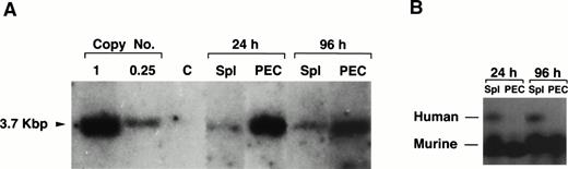 Fig. 5. Lack of expression of the exogenous gene in granulocytes and macropahges. (A) Southern blotting of genomic DNA prepared from PEC 24 and 96 hours after thioglycollate treatment and spleen from two representative mice reconstituted 6 months earlier with 20 × 106 cells of T-cell–depleted spleen cells infected with pAsADA. DNA was digested with SacI and probed with aneo-specific probe. SacI-digested pAsADA plasmid DNA equivalent to 0.25 and 1 copies/cell are as indicated. (B) Human and mouse ADA protein assay. Cell lysates prepared from 1 × 106 cells from the same spleen and PEC samples used for Southern blotting were electrophoresed on a cellulose acetate plate to separate human from murine ADA enzymes. ADA activity was detected by the standard colorimetric enzymatic assay. PEC were analyzed 24 hours (granulocytes) and 96 hours (macrophages) after thioglycollate induction, respectively.