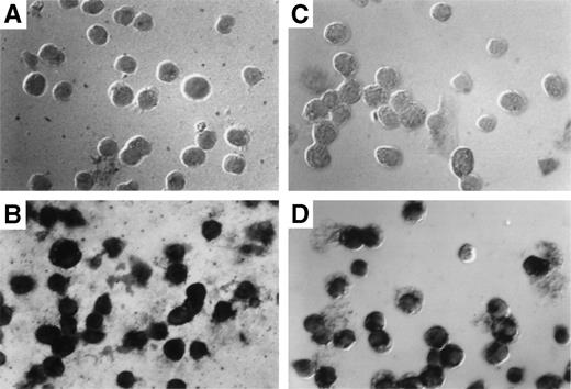 Fig. 6. Detection of provirus sequences by in situ PCR amplification. Peritoneal granulocytes and macrophages were obtained 24 and 96 hours, respectively, after thioglycollate injection from control (A and C) or from mice reconstituted with targeted spleen cells (B and D) 12 months earlier and subjected to in situ PCR hybridization using biotinylated probes. Amplified neo-specific sequences were visualized on a cell per cell basis using an alkaline phosphatase-based colorimetric assay.