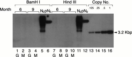 Fig. 7. Clonal analysis for the populations of PEC-derived granulocytes and macrophages. The PEC isolated from the same mice described in Fig 2A were used for clonal analysis. Genomic DNA was prepared from PEC 24 and 96 hours after injection of thioglycollate and digested with the restriction enzyme BamHI or HindIII and probed using a neo-specific probe. Lanes 1, 3, 7, and 9 represent DNA from granulocytes (24 hours) and lanes 2, 4, 8, and 10 represent DNA from macrophages (96 hours) as indicated by the lettering below the lanes. Genomic DNA from the N2 producer cell (lanes 5 and 11) and 1 copy of plasmid DNA, pN2 (lanes 6 and 12), were used for oligoclonal and monoclonal controls, respectively. The last four lanes represent SacI-digested pN2 plasmid DNA equivalent to 0.125, 0.25, 0.5, and 1.0 copies/cell, respectively.