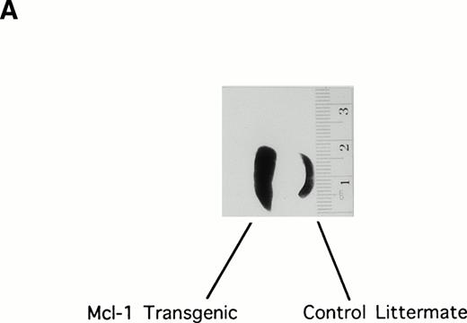 Fig. 2. The Mcl-1 transgene causes splenic enlargement and enhances spleen cell survival in vitro. (A) Shown are spleens from two 12-week-old male littermates, one transgenic for Mcl-1 (left) and one nontransgenic (right). (B) Spleens from transgenic and nontransgenic mice were explanted, and the splenocytes were placed in suspension in standard medium, incubated in tissue culture, and assayed daily for cell viability by trypan blue dye exclusion. The points shown are the mean ± SE for cells from 18 transgenic mice and 12 matched nontransgenic controls. The significance of the difference between nontransgenic and transgenic cells, as assessed by analysis of variance with the Scheffé test, indicated a P value of <.01 for days 1, 2, 3, and 4.