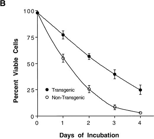 Fig. 2. The Mcl-1 transgene causes splenic enlargement and enhances spleen cell survival in vitro. (A) Shown are spleens from two 12-week-old male littermates, one transgenic for Mcl-1 (left) and one nontransgenic (right). (B) Spleens from transgenic and nontransgenic mice were explanted, and the splenocytes were placed in suspension in standard medium, incubated in tissue culture, and assayed daily for cell viability by trypan blue dye exclusion. The points shown are the mean ± SE for cells from 18 transgenic mice and 12 matched nontransgenic controls. The significance of the difference between nontransgenic and transgenic cells, as assessed by analysis of variance with the Scheffé test, indicated a P value of <.01 for days 1, 2, 3, and 4.