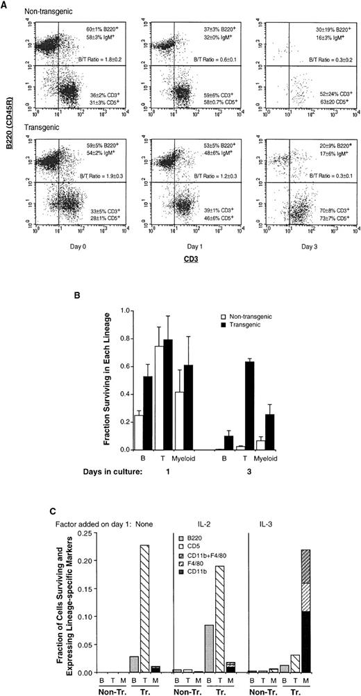 Fig. 3. The Mcl-1 transgene enhances the survival of mature lymphoid (B and T) as well as myeloid cells but does not override endogenous determinants of viability. (A) Spleen cells from transgenic and nontransgenic mice were assayed by two-color flow cytometry for the presence of B and T cell cell markers, either immediately on explantation (day 0) or after 1 or 3 days of of incubation, as in Fig2B. The dot plots shown were obtained by gating on the viable cell population and the percentages of B220+ and CD3+ cells, and cell-surface IgM+ and CD5+ cells, represent the mean ± SD of two to three animals. Results from parallel assays are shown in Table 1. The B/T cell ratio indicated was calculated from both sets of markers. The number of cells recovered from the spleen in these experiments averaged 2.9 ± 0.6 (SD) × 108 for nontransgenic and 4.6 ± 1.3 × 108 for transgenic mice. The percentage of viable cells on day 0 was greater than 95% and the average percentage of viable cells on days 1, 2, and 3, respectively, was 51% ± 6% (SD), 19% ± 4%, and 2.4% ± 0.7% for nontransgenic mice and 75% ± 8%, 56% ± 5%, and 40% ± 8% for transgenic mice. (B) The fractions of T lymphoid, B lymphoid, and myeloid cells surviving on days 1 and 3 (compared with the initial numbers present on day 0) were calculated from the experiment in (A). The values for the T-cell markers CD3+ and CD5+ cells were averaged, as were those for the B-cell markers B220+ and IgM+; CD11b was assayed in duplicate as a myeloid marker. Bars represent the SE of two to three animals. On day 0, the total number of viable nontransgenic T, B, and myeloid cells averaged 9.7 ± 0.1 × 107, 1.7 ± 0.2 × 108, and 1.5 ± 0.4 × 107 (SE of three animals), and the total number of viable transgenic T, B, and myeloid cells averaged 1.4 ± 0.1 × 108, 2.6 ± 0.3 × 108, and 2.8 ± 0.5 × 107. (C) Spleen cells from Mcl-1 transgenic and nontransgenic mice were incubated in vitro as in (A), with IL-2 or IL-3 (100 pmol/L) being added on day 1 as indicated. On day 9, the viable cell population was assayed by flow cytometry for CD11b and F4/80, CD11b and CD5, or B220. At this time, the percentage of viable cells in transgenic cultures was 26% to 28%, as determined by propidium iodide staining. Essentially no viable cells remained in nontransgenic cultures to which no factor had been added on day 1, and only small numbers of viable cells (≤1%) could be detected in nontransgenic cultures to which growth factors had been added. B, B220+ cells; T, CD5+ cells; M, CD11b+ and/or F4/80+ cells. The CD11b+ cells shown were CD5−, and the CD5+ cells shown were CD11b−, with ≤3% of cells being CD11b+CD5+.