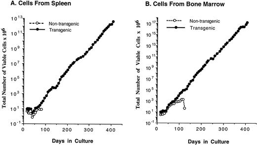 Fig. 5. The Mcl-1 transgene promotes immortalization of monocytic and mast cell lines. (A and B) Establishment of cell lines from splenocytes and bone marrow cells from Mcl-1 transgenic mice. Cells from a transgenic and a nontransgenic mouse were cultured in long-term culture medium (containing IL-3 as described in Materials and Methods) and assayed at approximately weekly intervals for the total number of viable cells derived from the original culture, which contained a total of 5 × 106 cells. (C) Light microscopic view of a monocytic cell line (stained with Wright’s Giemsa, original magnification × 630). Histochemical staining showed this line to be strongly positive for alpha-naphthyl butyrate esterase activity, weakly positive for chloroacetate esterase activity, and negative for myeloperoxidase activity. (D) Light microscopic view of a mast cell line (stained with Wright’s Giemsa, original magnification × 800). (E) Electron microscopic view of a mast cell line (original magnification × 8,300) showing characteristics typical of immature mast cells, including large, often lobulated, nuclei and cytoplasmic granules containing a central dense core and a mixture of particles and vesicles.5763 (F) Characterization of mast cell lines. Cell surface markers and histochemical staining properties were assayed for the indicated three cell lines. The percentage of c-kit+ cells was high in all cell lines (99%), as was the percentage of Sca1+ cells (89% for 4Q6BM, 90% for 3Y10BM, and 97% for 4Q6SP). Negligible percentages of cells expressed CD11b, Thy 1.2, CD3, CD5, or B220. Histochemical staining for chloroacetate esterase activity showed the following: 4Q6BM exhibited staining in the majority of cells (varying intensity in different cells); 3Y10BM contained a mixture of negative and weakly positive cells; and 4Q6SP contained mostly negative cells, with a minority of cells exhibiting weakly positive staining. The three cell lines were negative for myeloperoxidase and alpha-naphthyl butyrate esterase activities.