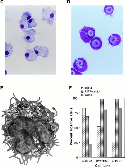 Fig. 5. The Mcl-1 transgene promotes immortalization of monocytic and mast cell lines. (A and B) Establishment of cell lines from splenocytes and bone marrow cells from Mcl-1 transgenic mice. Cells from a transgenic and a nontransgenic mouse were cultured in long-term culture medium (containing IL-3 as described in Materials and Methods) and assayed at approximately weekly intervals for the total number of viable cells derived from the original culture, which contained a total of 5 × 106 cells. (C) Light microscopic view of a monocytic cell line (stained with Wright’s Giemsa, original magnification × 630). Histochemical staining showed this line to be strongly positive for alpha-naphthyl butyrate esterase activity, weakly positive for chloroacetate esterase activity, and negative for myeloperoxidase activity. (D) Light microscopic view of a mast cell line (stained with Wright’s Giemsa, original magnification × 800). (E) Electron microscopic view of a mast cell line (original magnification × 8,300) showing characteristics typical of immature mast cells, including large, often lobulated, nuclei and cytoplasmic granules containing a central dense core and a mixture of particles and vesicles.5763 (F) Characterization of mast cell lines. Cell surface markers and histochemical staining properties were assayed for the indicated three cell lines. The percentage of c-kit+ cells was high in all cell lines (99%), as was the percentage of Sca1+ cells (89% for 4Q6BM, 90% for 3Y10BM, and 97% for 4Q6SP). Negligible percentages of cells expressed CD11b, Thy 1.2, CD3, CD5, or B220. Histochemical staining for chloroacetate esterase activity showed the following: 4Q6BM exhibited staining in the majority of cells (varying intensity in different cells); 3Y10BM contained a mixture of negative and weakly positive cells; and 4Q6SP contained mostly negative cells, with a minority of cells exhibiting weakly positive staining. The three cell lines were negative for myeloperoxidase and alpha-naphthyl butyrate esterase activities.