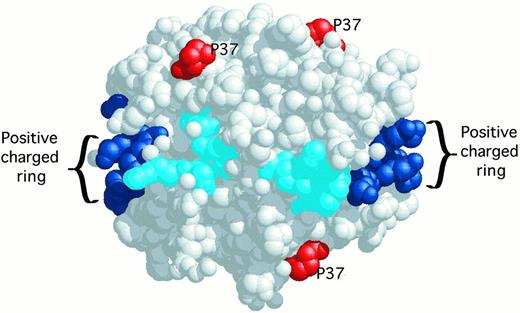 Fig. 1. Molecular model of the PF4 tetramer derived from x-ray crystallography. The C-terminal lysines 61, 62, 65, 66 are shown in dark blue. Other lysines, arginines, and histidines contributing to the circumferential belt of positive charges around the PF4 tetramer are shown in cyan. Relevant to this report, the proline 37 amino acids are shown in red.