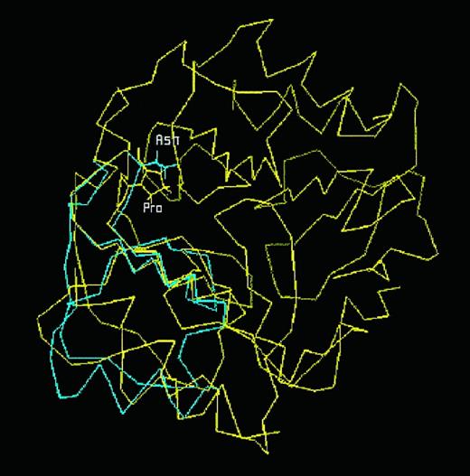 Fig. 8. Superposition of the NAP-2 third domain (cyan) onto the homologous region of PF4 (yellow). The side-chains of P37 and the asparagine of NAP-2 are indicated. The superpositioning of the turn region indicates that the native structures are similar and that substitution of asparagine for proline in PF4 does not affect the turn conformation.