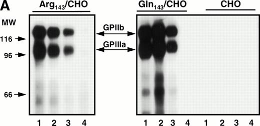 Fig. 1. Immunoprecipitation analysis of biotin-labeled surface-expressed proteins from transfected CHO cells expressing Pena (Arg143) or Penb(Gln143) alloantigens. Stably transfected CHO cells were surface-labeled with biotin. Cell extracts were immunoprecipitated with the indicated antibodies. (A) Surface-expressed GPIIb-IIIa was recognized by different monoclonal antibodies. MoAb AP3 (specific for GPIIIa, lane 1) and Tab (specific for GPIIb, lane 2) immunoprecipitated the respective subunit and its associated subunit. AP2 recognized the intact mature complex (lane 3). Normal mouse IgG was used as a negative control (lane 4). (B) Surface-expressed GPIIb-IIIa was recognized by allele-specific alloantibodies. Whereas PlA1 (lane 3) reacted with GPIIb-IIIa derived from both stable cell lines, anti-Pena alloantibodies (lane 1) recognized the Arg143 form of GPIIb-IIIa but not the Gln143form. Anti-Penb alloantibodies (lane 2) only reacted with the Gln143 form, as expected. Normal human IgG (lane 4) was used as a control.