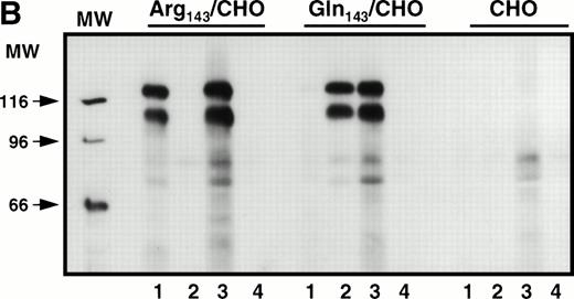 Fig. 1. Immunoprecipitation analysis of biotin-labeled surface-expressed proteins from transfected CHO cells expressing Pena (Arg143) or Penb(Gln143) alloantigens. Stably transfected CHO cells were surface-labeled with biotin. Cell extracts were immunoprecipitated with the indicated antibodies. (A) Surface-expressed GPIIb-IIIa was recognized by different monoclonal antibodies. MoAb AP3 (specific for GPIIIa, lane 1) and Tab (specific for GPIIb, lane 2) immunoprecipitated the respective subunit and its associated subunit. AP2 recognized the intact mature complex (lane 3). Normal mouse IgG was used as a negative control (lane 4). (B) Surface-expressed GPIIb-IIIa was recognized by allele-specific alloantibodies. Whereas PlA1 (lane 3) reacted with GPIIb-IIIa derived from both stable cell lines, anti-Pena alloantibodies (lane 1) recognized the Arg143 form of GPIIb-IIIa but not the Gln143form. Anti-Penb alloantibodies (lane 2) only reacted with the Gln143 form, as expected. Normal human IgG (lane 4) was used as a control.