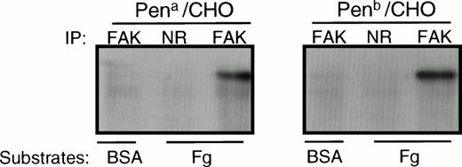 Fig. 5. Tyrosine phosphorylation of pp125FAKfollowing cell adhesion to immobilized Fg. Adherent CHO cells bound to Fg-coated wells or nonadherent cells on BSA-coated wells were lysed in RIPA buffer and immunoprecipitated using an anti-FAK antibody (FAK) or normal rabbit IgG (NR). Immunoprecipitates were separated on SDS-PAGE, transferred to a PVDF membrane, and probed with HRP-conjugated PY20 to assess the tyrosine phosphorylation state of FAK. Note that adhesion of Pena and Penb transfectants to immobilized Fg induces similar levels of tyrosine phosphorylation of FAK. The gel is representative of 3 experiments.