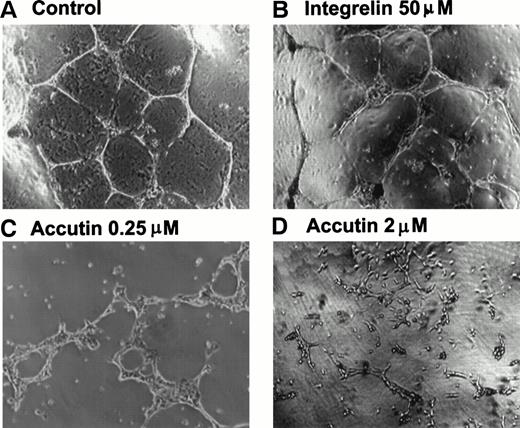 Fig. 2. Effect of accutin on Matrigel-induced tube formation of HUVECs in vitro. HUVECs (1 × 105 cells/well) were plated on Matrigel in the presence of vehicle (A, control), Integrelin (B, 50 μmol/L), or accutin (C and D, 0.25 and 2 μmol/L, respectively) for 18 hours. After washing and fixation, cells were photographed under a phase-contrast microscope at 40× magnification.