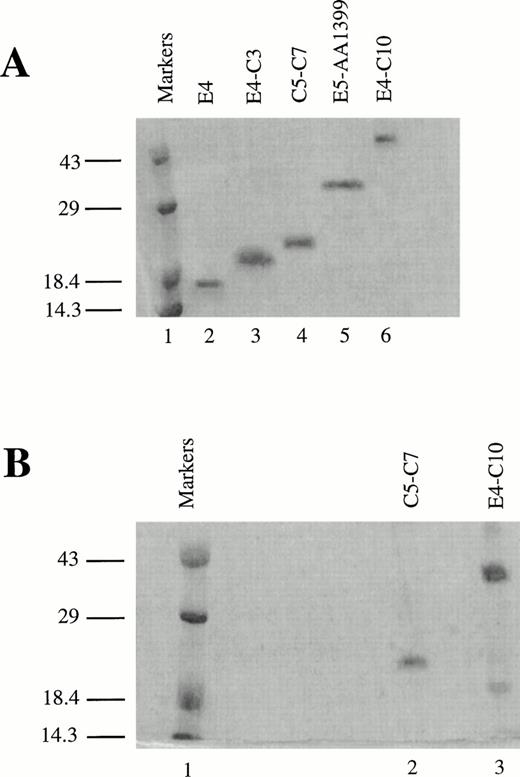 Fig. 1. Recombinant LRP fragments from region II. (A) Electrophoresis of fragments on a 13.5% reducing SDS polyacrylamide gel. Lane 1 contains prestained low molecular weight markers (Life Technologies). The remaining lanes (2 through 6) contain the LRP fragments in the following order: E4 (8.2 kD), E4-C3 (13.2 kD), C5-C7 (16.8 kD), E5-AA1399 (29.5 kD), and E4-C10 (44.8 kD). The smaller proteins migrate abnormally slowly and appear to be larger than the actual molecular weights shown in parentheses due to the presence of the 6-His tag. (B) RAP affinity-purified fragments on a nonreducing 13.5% SDS polyacrylamide gel. Lane 1 contains low molecular weight markers, lane 2 contains C5-C7, and lane 3 contains E4-C10. Both gels were stained with Coomassie Brilliant blue.