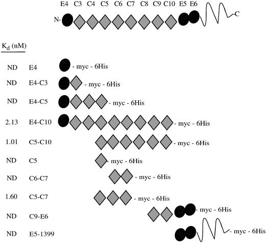 Fig. 2. RAP binding to LRP region II fragments. A schematic drawing of the recombinant LRP fragments shows their constituent EGF precursor type repeats (•) and complement-type repeats (⧫). The LRP repeats have been numbered according to Herz et al.2 The Kds determined by direct binding assays are shown at left; ND, no detectable binding.