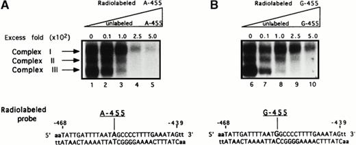 Fig. 2. Presence of complexes binding onto the −455 flanking region. To detect complexes that may potentially bind onto the −455 nucleotide and its proximal 5′ and 3′ flanking regions, two 34-bp oligonucleotide probes were used in EMSA analysis having the sequence of the Bβ chain from −468 to −439. The probes contained either a guanine (G-455) or an adenine (A-455) in the −455 position. EMSA results resolved on 7% nondenaturing gels show three complexes binding onto the radiolabeled probes when either an adenine (A-455), representing the A allele (A, lanes 1 through 5), or a guanine (G-455), representing the G allele (B, lanes 6 through 10), is present. To assess the specificity of the bound complexes, both probes were competed with increasing concentrations of unlabeled probe: 0-fold, 10-fold (4 ng), 100-fold (40 ng), 250-fold (100 ng), and 500-fold (200 ng) excess the radiolabeled probe concentration. Both competition assays, radiolabeled A-455 versus unlabeled A-455 (lanes 1 through 5) and radiolabeled G-455 versus unlabeled G-455 (lanes 6 through 10), show that all three complexes are binding onto both probes specifically; however, complexes II and III appear to bind more specifically.