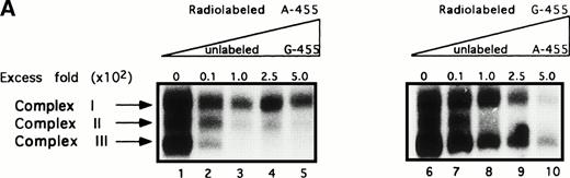 Fig. 3. Complex III preferentially binds to the G allele. (A) In the cross-competition assays, performed to detect preferential allelic binding of the complexes, when radiolabeled A-455 probe is competed against increasing concentrations of unlabeled G-455 probe (lanes 1 through 5), the three complexes are able to be competed away from the radiolabeled A-455 probe, with competition patterns similar to the results in Fig 2. Complex III is not competed away from radiolabed G-455 by increasing concentrations of A-455 unlabeled competitor (lanes 6 through 10), even at 1,000-fold cold competitor (data not shown), as seen in the three previous competition assays, implying that complex III preferentially binds to the G allele or a guanine in the −455 position. (B) Decrease in band intensity of complex III at increasing concentrations of cold competitor was analyzed by scanning densitometer analysis to observe the strength with which the unlabeled competitiors competed against the radiolabeled probes. Results for all of the competition assays were comparable with the exception of the labeled G-455 probe versus unlabled A-455 probe competition assay. The unlabeled A-455 competitor was unable to competitively bind with complex III in the presence of labeled G-455 at the same rate as the other competition assays, also showing that complex III preferentally binds to the G allele, rather than to the A allele. The assays were resolved on 7% nondenaturing gels. (○), Labeled A-455 probe versus unlabeled A-455 probe; (•), labeled A-455 probe versus unlabeled G-455 probe; (□), labeled G-455 probe versus unlabeled G-455 probe; (▪), labeled G-455 probe versus unlabeled A-455 probe.